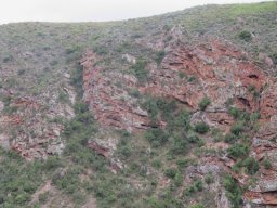 Steep slope vegetation